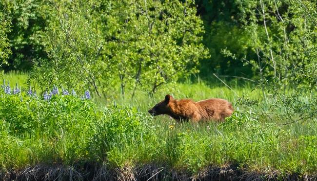 © Travel Alaska - Grizzly