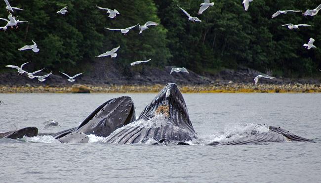 © Reinhard Pantke_Travel Alaska