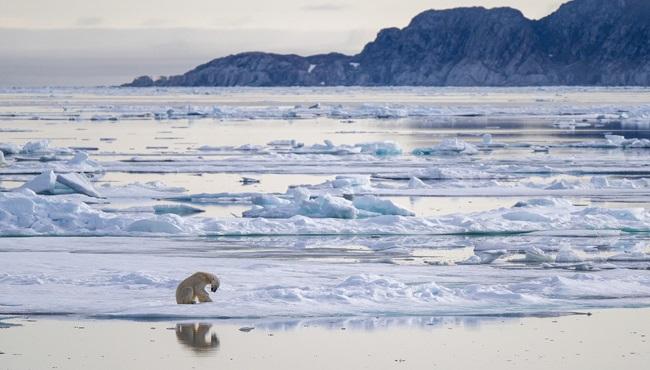 Eisbär in der Ferne