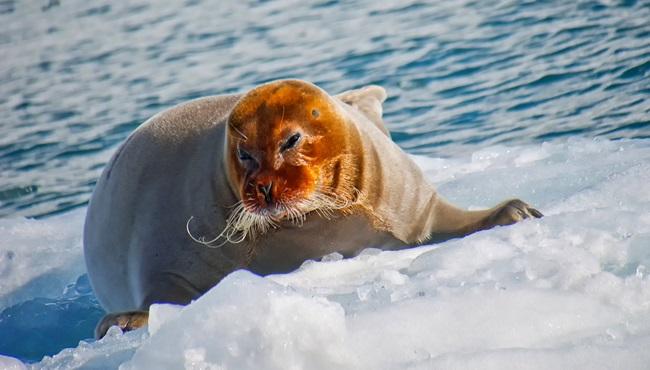 Bartrobbe, Svalbard